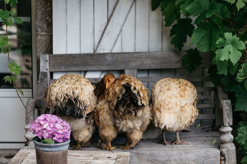 poules de dos