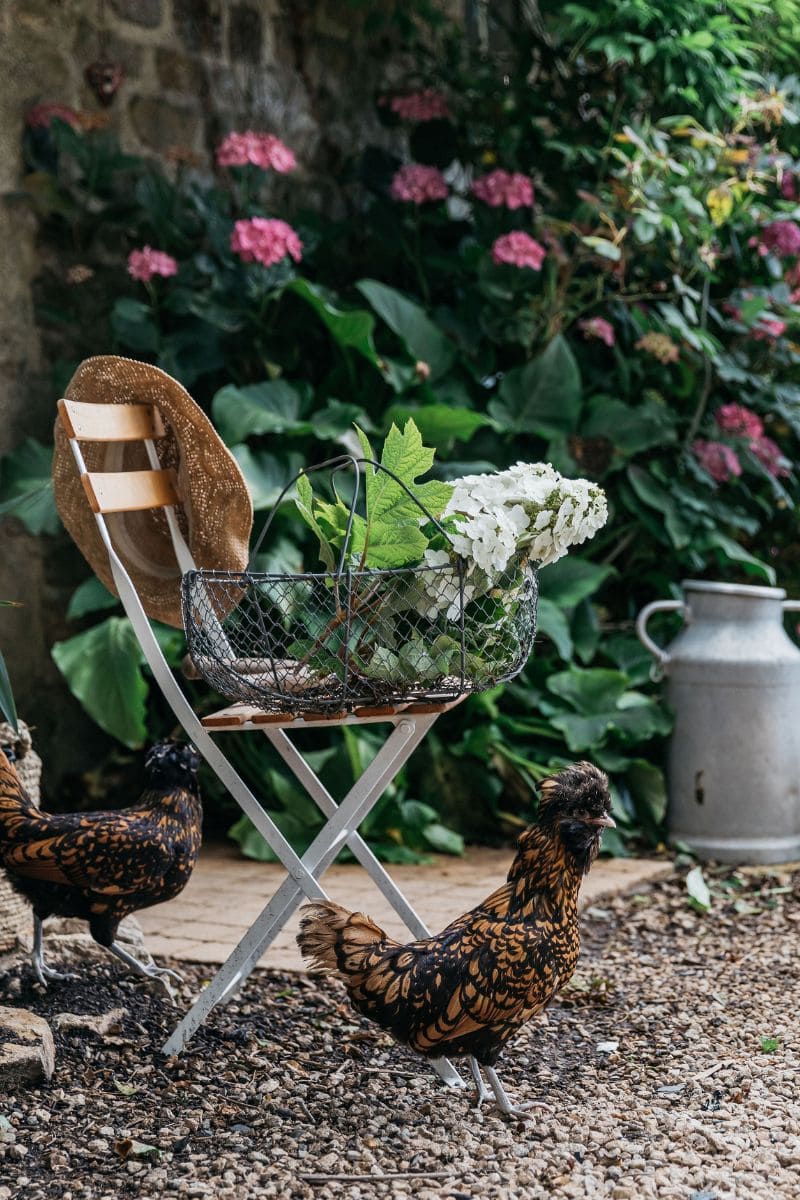 poules jardin ferme